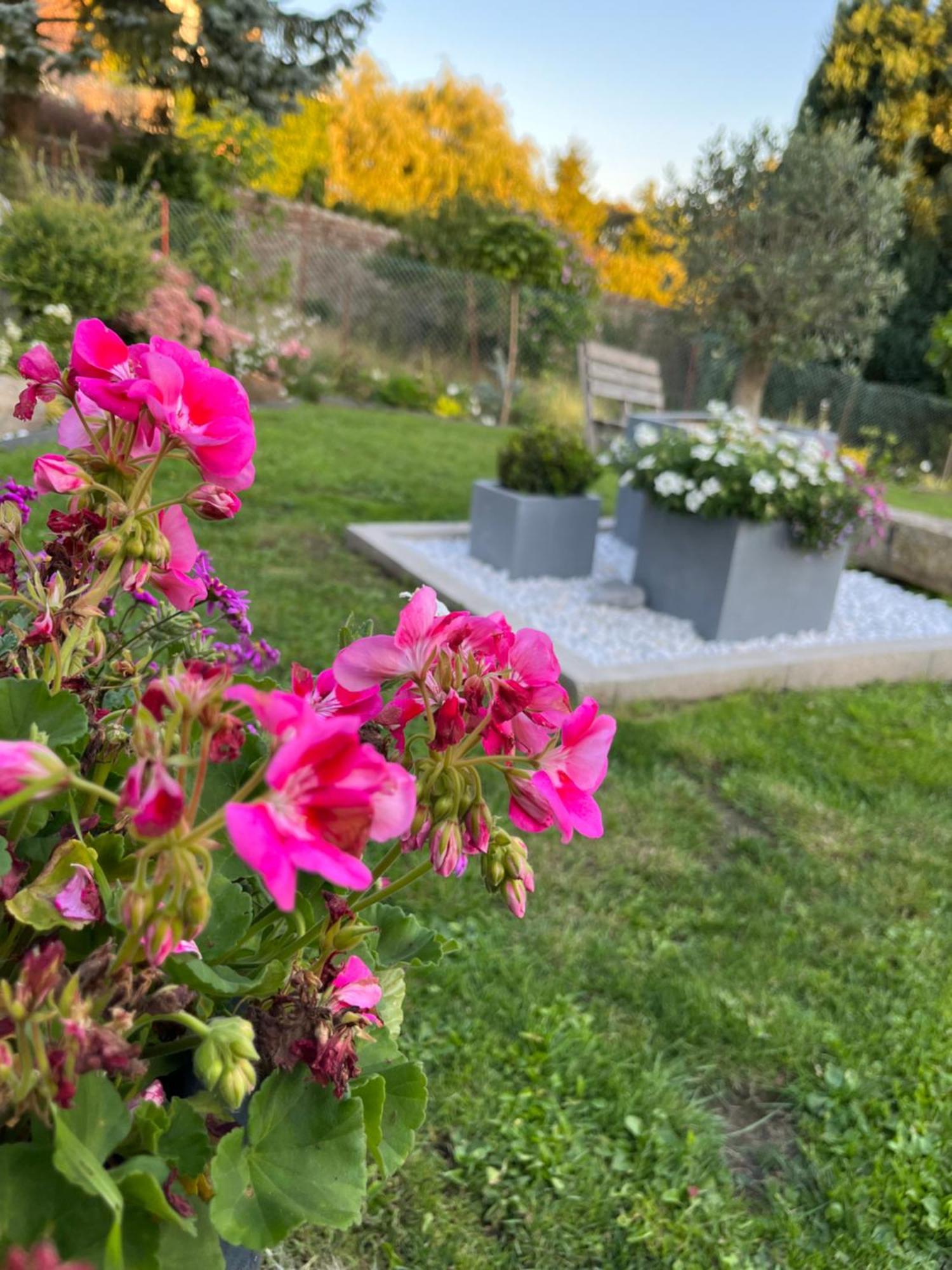 Le Petit Paradis Cassel Dış mekan fotoğraf