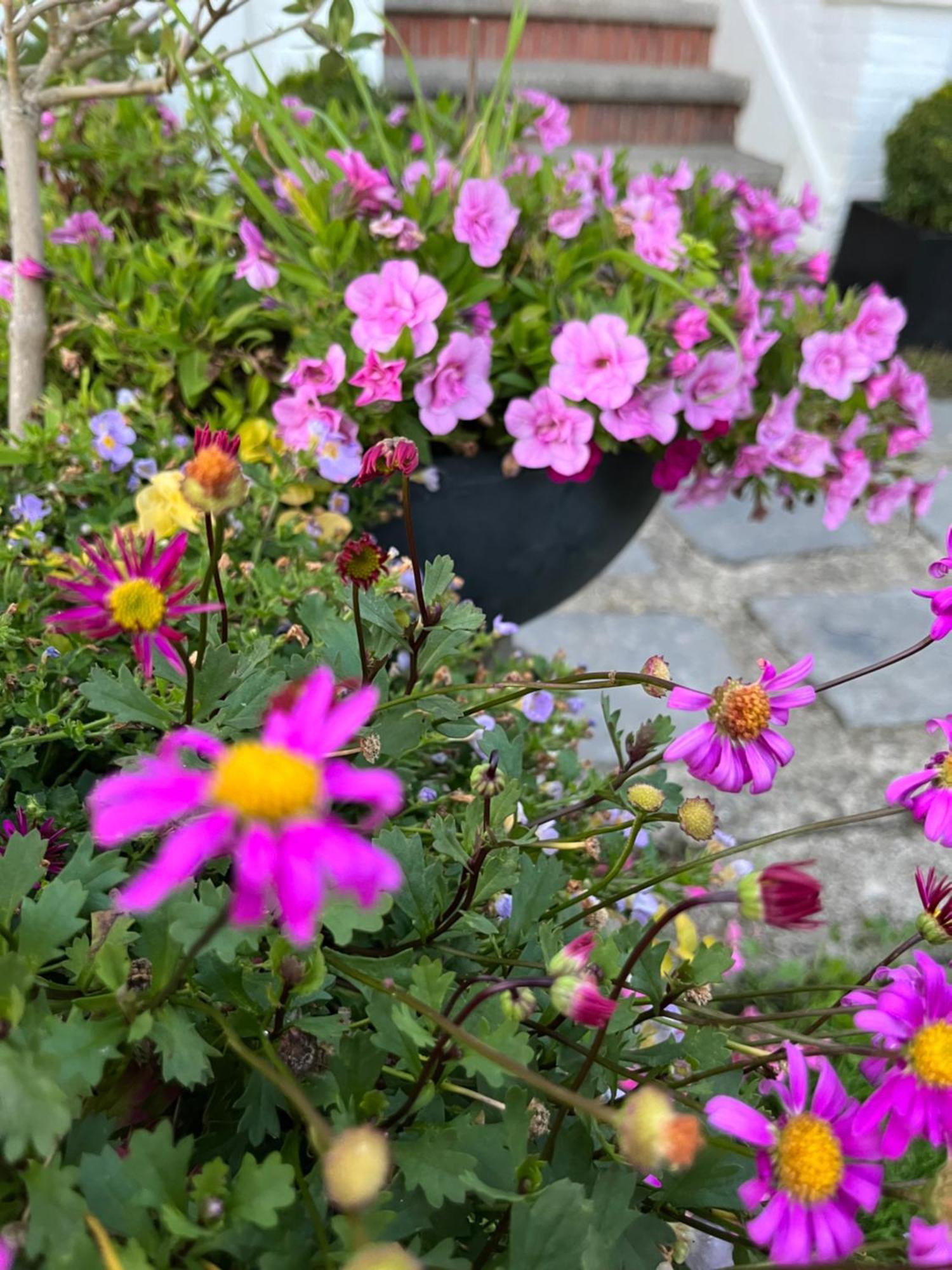Le Petit Paradis Cassel Dış mekan fotoğraf